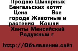 Продаю Шикарных Бенгальских котят › Цена ­ 17 000 - Все города Животные и растения » Кошки   . Ханты-Мансийский,Радужный г.